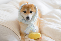 メイド犬