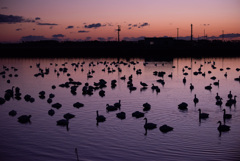 白鳥沼の夜明けのグラデーション