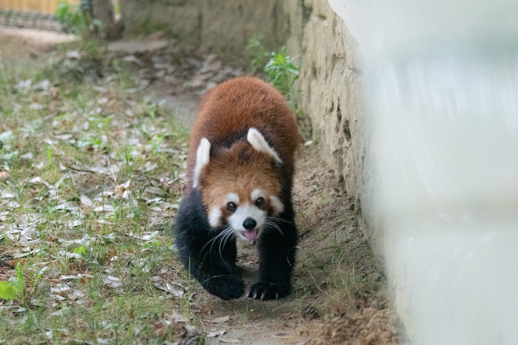 レッサーくん