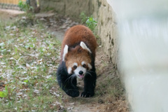 レッサーくん