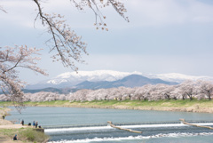 蔵王と一目千本桜