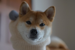 ぬげました