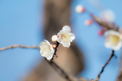 梅開花