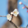 梅開花