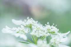 雨上りのオルレア