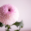 菊