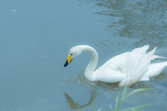 夏の白鳥