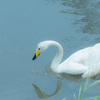 夏の白鳥