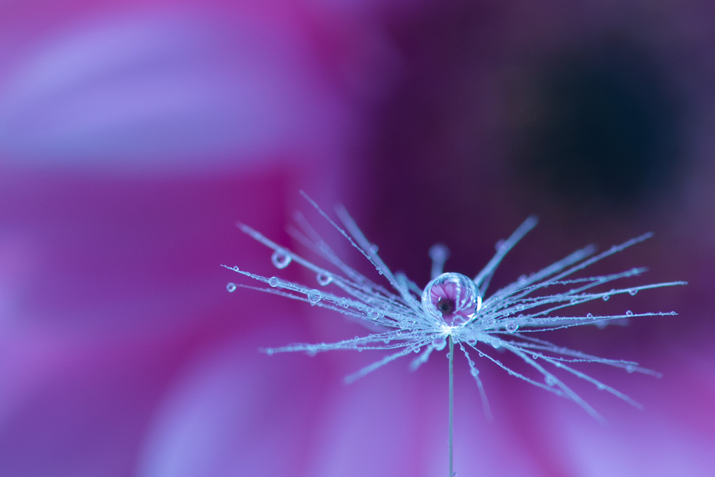 drop