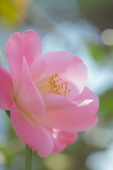 春の日の、桃太郎椿