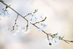 桜色の恋