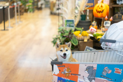 社会見学