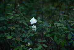 日本最古の薔薇　白