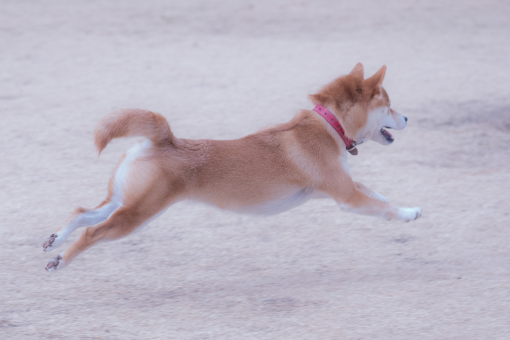 初ドックラン　飛行犬