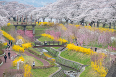 春の散歩道