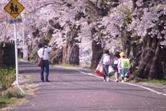 桜並木の朝景色