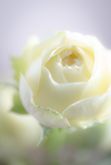 薔薇