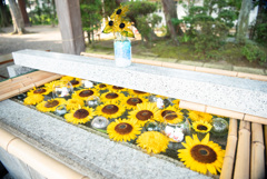 竹駒神社　夏詣　向日葵花手水
