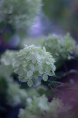 ノリウツギ