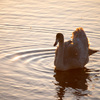 Black swan