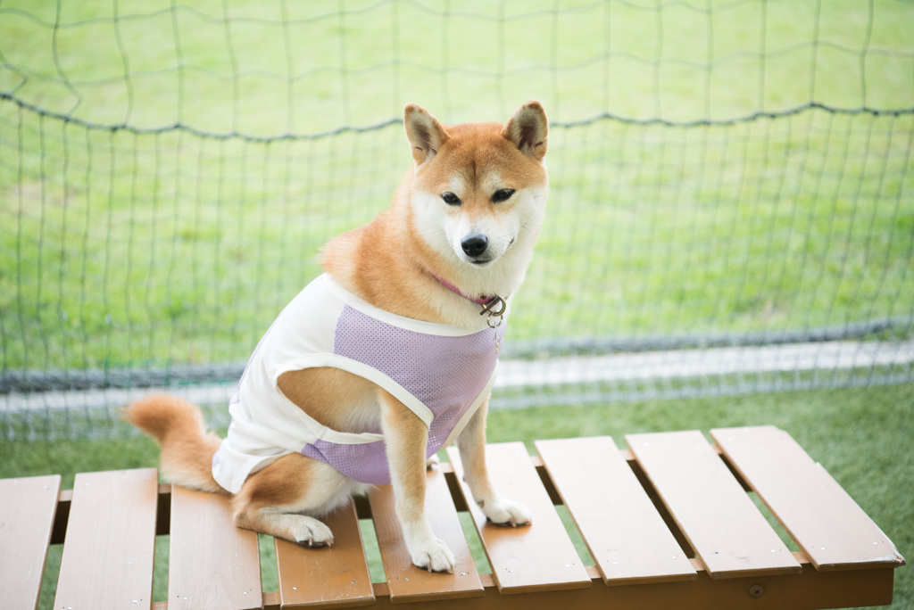 ベンチ隊