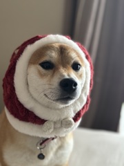 クリスマス先取り