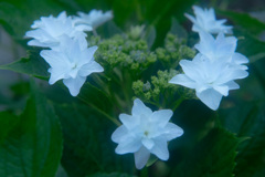 隅田の花火