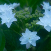 隅田の花火