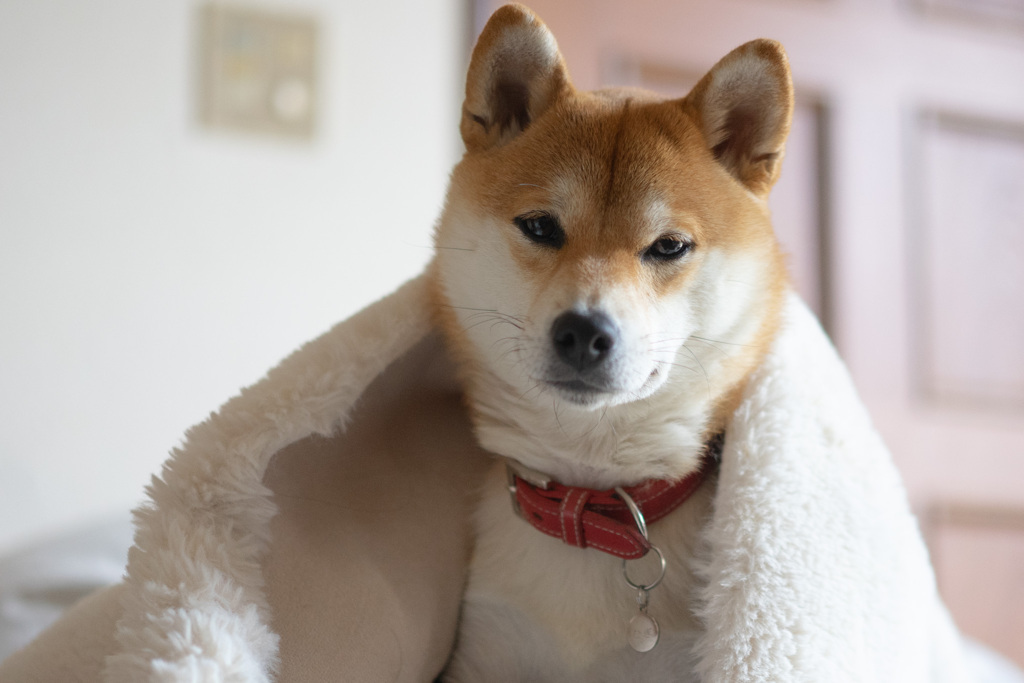 迷惑