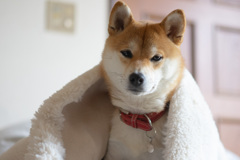 迷惑