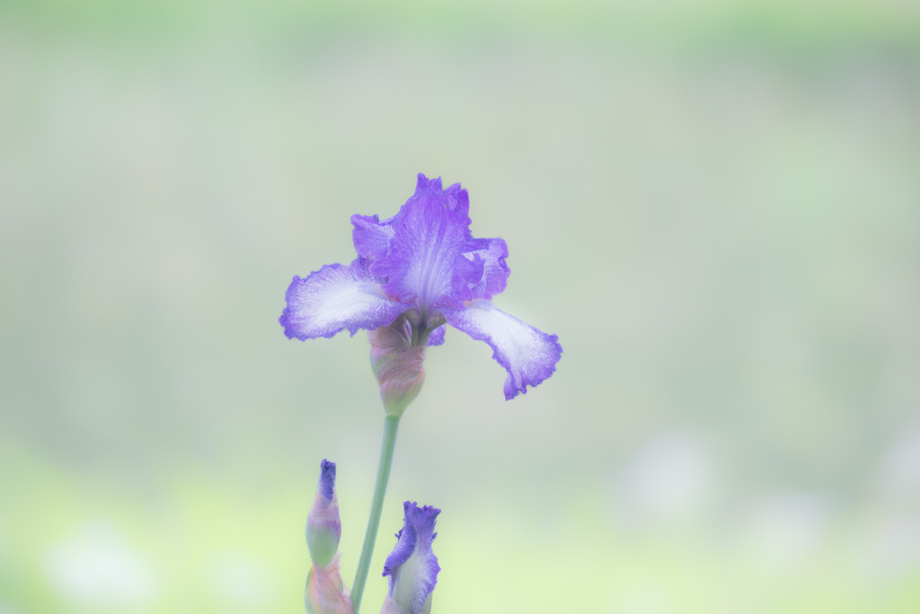 German iris