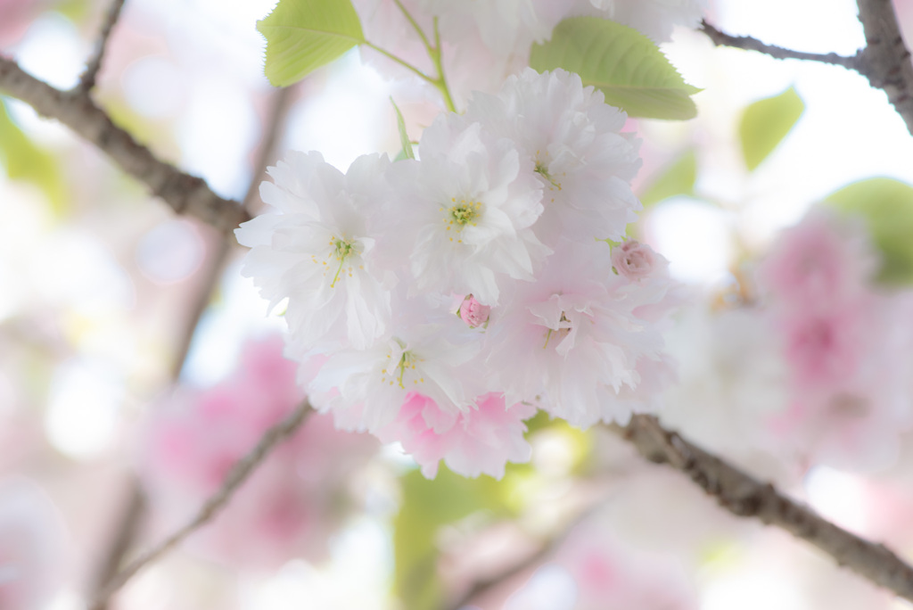 塩釜桜