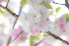 塩釜桜