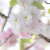 塩釜桜
