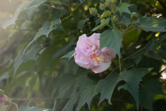 酔芙蓉