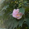 酔芙蓉