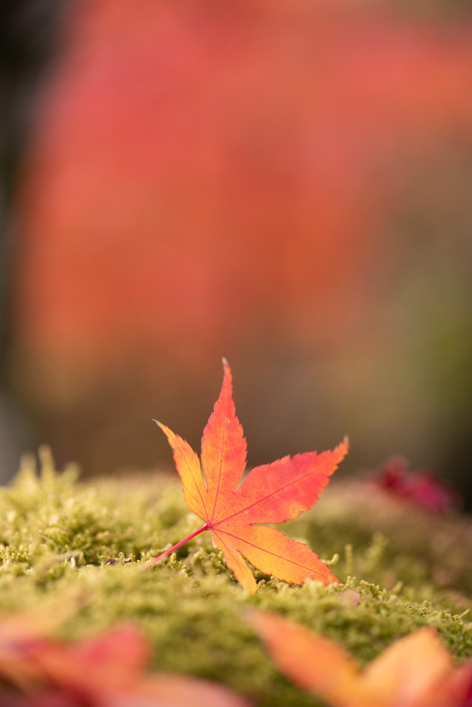 苔と紅葉