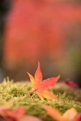 苔と紅葉