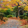 秋の彩りの小径