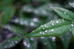 雨のご褒美