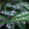雨のご褒美