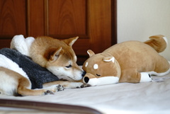 いぬとも