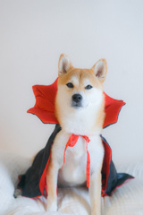ハロウィンコス