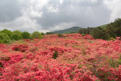 徳仙丈山　ヤマツツジ群生