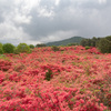 徳仙丈山　ヤマツツジ群生