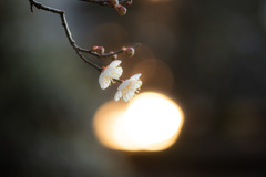back light