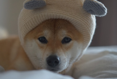 可愛くてごめん
