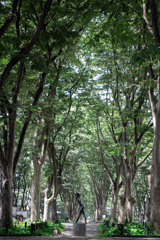 木漏れ日の散歩道