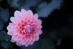 dahlia