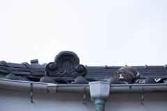 隠れてるつもり。